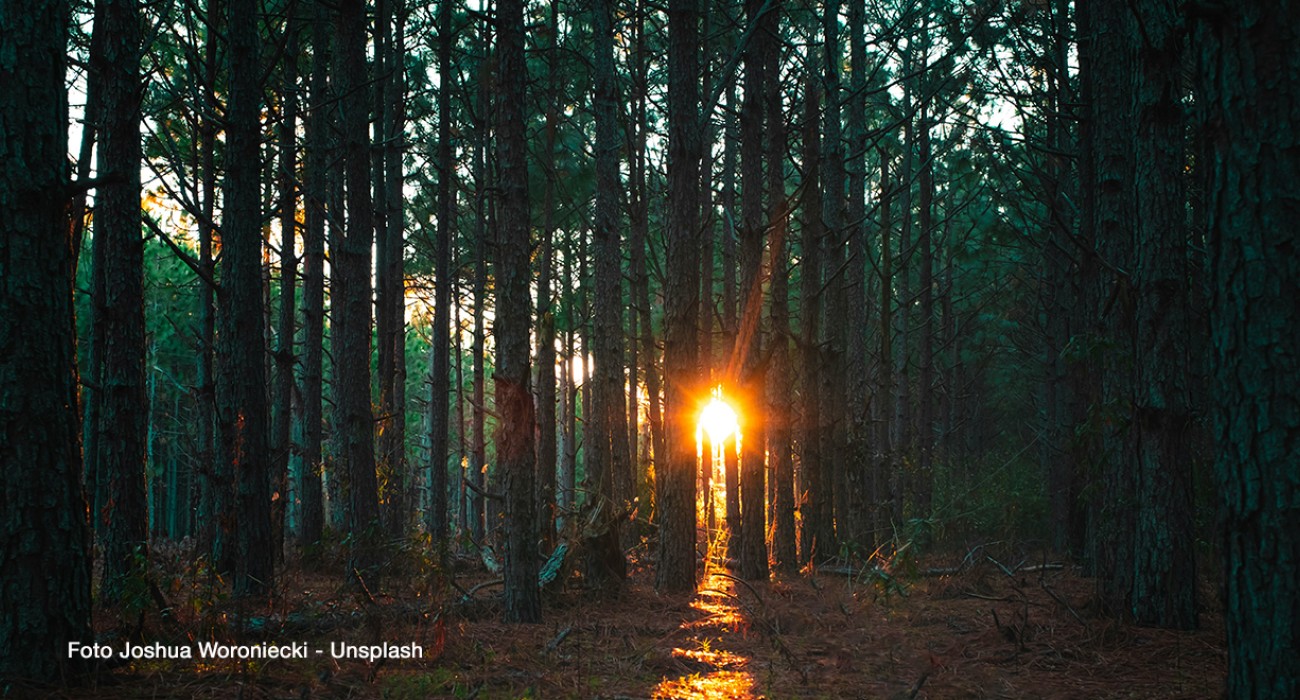 Foreste e innovazione